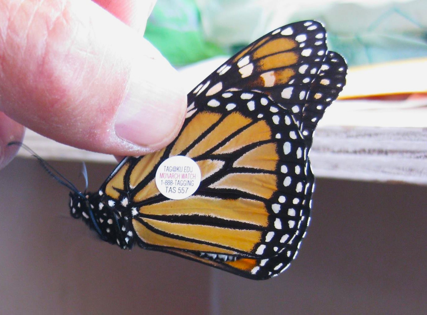 Monarch Butterfly Conservation - Saint John Naturalists Club